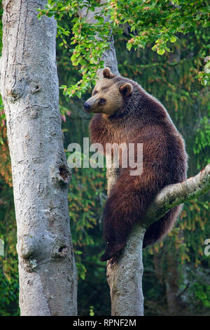 Zoologia / animali, mammifero / di mammifero, bear, europeo l'orso bruno (Ursus arctos), Neuschoenau, nazionale, Additional-Rights-Clearance-Info-Not-Available Foto Stock