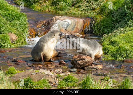 Due Antartico le foche, Arctocephalus gazella, Georgia del Sud Foto Stock