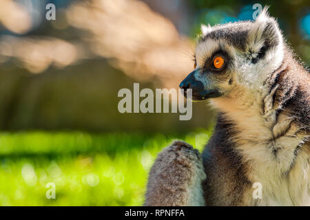 Anello di Maki codato Lemur catta con grandi occhi arancio. Lemure del Madagascar. Foto Stock