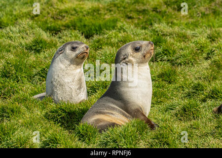 Due Antartico le foche, Arctocephalus gazella, Georgia del Sud Foto Stock