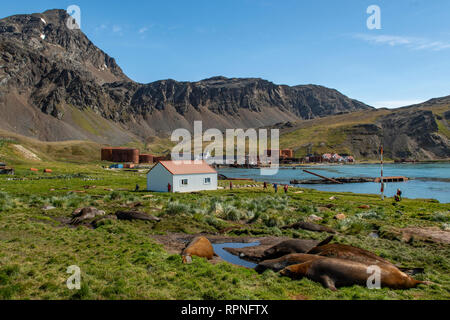 Stazione Baleniera, Grytviken, Georgia del Sud Foto Stock