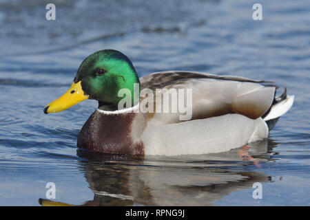 Mallard drake (Anas platyrhynchos) Foto Stock