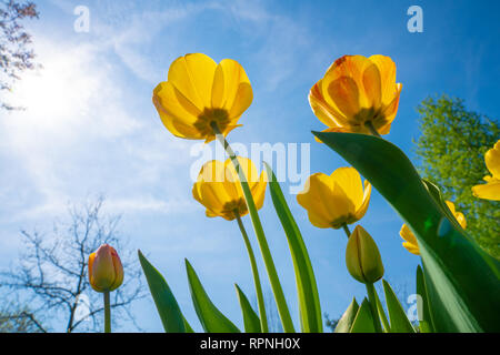 Vista tulipani fiori da sotto Foto Stock