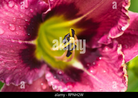 Close up foto bellissime giglio colore rosa con rugiada di mattina nella giornata del sole Foto Stock