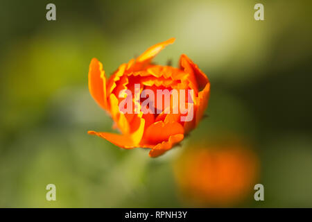 Vicino la bellissima foto Orange Bud nella giornata del sole. Foto macro. Messa a fuoco selettiva. Sfondo verde Foto Stock