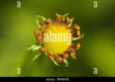 Close up foto bel giallo bud nella giornata del sole. Foto macro. Messa a fuoco selettiva Foto Stock