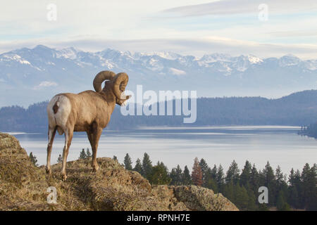 Rocky Mountain Bighorn - una ram si affaccia sulla missione robusta gamma di montagna vicino a Glacier National Park in Montana Occidentale Foto Stock