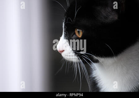 Kitten/giovane gatto adulto guardando fuori della finestra del conservatorio. Bianco e nero corto britannico-capelli moggie. In ambienti chiusi. Profondità di campo. Processi delicati Foto Stock