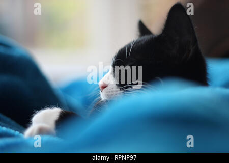 3 mesi di età kitten napping in un lenzuolo sul divano in Conservatorio vicino alla finestra. Bianco e nero corto britannico-capelli moggie. In ambienti chiusi. Profondità di campo. Foto Stock