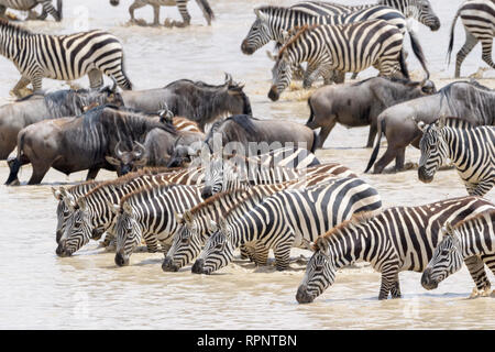 Comune o pianure Zebra (Equus quagga) allevamento, acqua potabile con durante la grande migrazione, il cratere di Ngorongoro national park, Tanzania Foto Stock