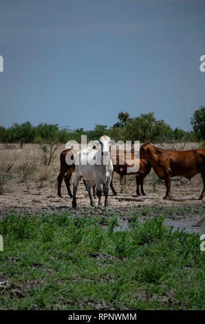 S sterzo grigio con altri bovini in Outback Australia Foto Stock