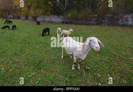 Tosatura pecore bianche in piedi sul prato Foto Stock