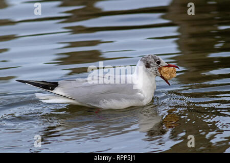 Seagull con un grosso pezzo di pane nel suo becco Foto Stock