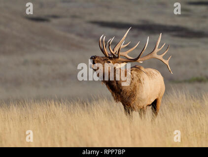 Una molto grande e maestoso bull Elk soffietto fuori la sua chiamata accoppiamento attraverso la prairie durante l'autunno stagione di riproduzione Foto Stock