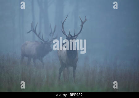 Due maestose bull Elk su una mattinata nebbiosa in Pennsylvania di boschi del nord Foto Stock