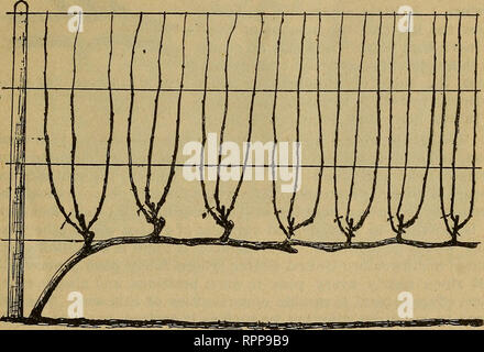 . Amatoriale frutticoltura. Frutti-coltura. L'uva 41) ha spesso accaduto che persone inesperte non è riuscito a ottenere molto frutto su vitigni ttieir perché di potatura che avevano tagliato via tutto il frutto del legno. Tuttavia questo schiacciamento non dovrebbe mai prendere il via oltre la punta della canna da zucchero. Rimozione di fogliame.-In nessun caso un notevole fogliame essere preso dalla vite mentre è in crescita. La nozione che la maturazione dei frutti ha bisogno della luce del sole è molto a guasto. Le uve maturano le migliori in cui il frutto è in ombra e le foglie in condizioni di luce solare intensa. Le foglie sono, per così speiak, entrambi Foto Stock