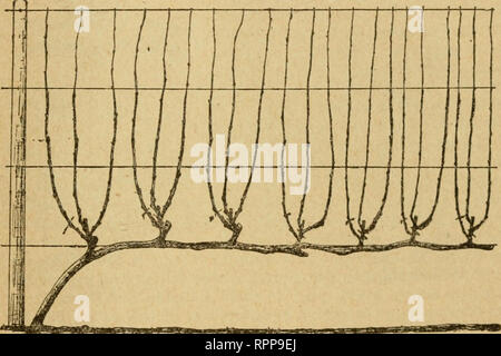 . Amatoriale frutticoltura. Una guida pratica per la coltivazione di frutta per uso domestico e il mercato. Scritto con speciale riferimento ai climi più freddi. Frutti-coltura. L'uva ha spesso accaduto che persone inesperte non è riuscito a ottenere molto frutto sulle loro vite a causa di potatura che avevano tagliato via tutto il frutto del legno. Tuttavia questo schiacciamento non dovrebbe mai prendere il via oltre la punta della canna da zucchero. Rimozione di fogliame.-In nessun caso un notevole fogliame essere preso dalla vite mentre è in crescita. La nozione che la maturazione dei frutti ha bisogno della luce del sole è molto a iauit. Uva Foto Stock
