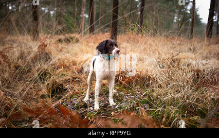 Un giovane inglese Springer spaniel si fermò da un mucchio di piume della New Forest Hampshire Inghilterra. Foto Stock