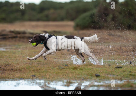 Un giovane inglese Springer spaniel ( 11 mesi) in esecuzione con la palla in bocca con schizzi su un acqua area registrati nella nuova foresta regno unito dopo la pioggia. Foto Stock