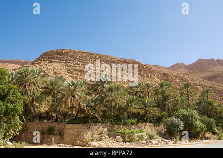 Oasi di palme in mezzo al deserto di roccia Foto Stock