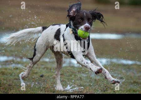 Un giovane inglese Springer spaniel ( 11 mesi) in esecuzione con la palla in bocca con schizzi su un acqua area registrati nella nuova foresta regno unito dopo la pioggia. Foto Stock