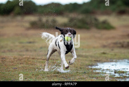 Un giovane inglese Springer spaniel ( 11 mesi) in esecuzione con la palla in bocca con schizzi su un acqua area registrati nella nuova foresta regno unito dopo la pioggia. Foto Stock