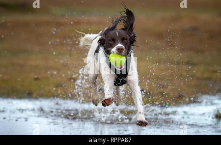 Un giovane inglese Springer spaniel ( 11 mesi) in esecuzione con la palla in bocca con schizzi su un acqua area registrati nella nuova foresta regno unito dopo la pioggia. Foto Stock