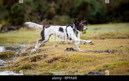 Un giovane inglese Springer spaniel ( 11 mesi) in esecuzione con la palla in bocca con schizzi su un acqua area registrati nella nuova foresta regno unito dopo la pioggia. Foto Stock