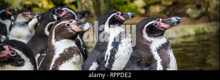 La colonia dei pinguini Humboldt in piedi sul lato acqua insieme, uccelli di mare dalla costa del Pacifico, minacciati specie animale con lo stato vulnerabile Foto Stock