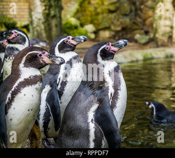 Gruppo di pinguini Humboldt in piedi sul lato acqua, uccelli di mare dalla costa del Pacifico, minacciati specie animale con lo stato vulnerabile Foto Stock