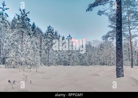 Frosty mattina nella torbiera alta esistenti. Paesaggio con le piante congelate. La lettonia. Foto Stock