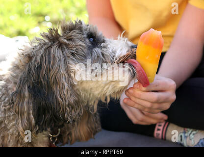 Peterborough, CAMBRIDGESHIRE, Regno Unito. 22 feb 2019. Cookie Il cockapoo cane ha un subdolo leccare di ragazze per lecca-lecca di ghiaccio come il clima si riscalda in Peterborough, CAMBRIDGESHIRE, Regno Unito il 22 febbraio 2019. Credito: Paolo Marriott/Alamy Live News Foto Stock