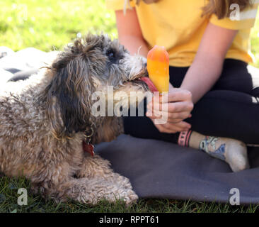 Peterborough, CAMBRIDGESHIRE, Regno Unito. 22 feb 2019. Cookie Il cockapoo cane ha un subdolo leccare di ragazze per lecca-lecca di ghiaccio come il clima si riscalda in Peterborough, CAMBRIDGESHIRE, Regno Unito il 22 febbraio 2019. Credito: Paolo Marriott/Alamy Live News Foto Stock