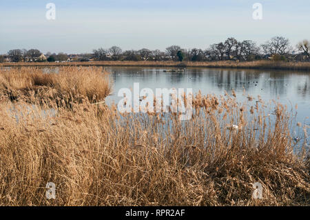 Canneti a Woodberry Zone Umide riserva naturale, North London UK, in inverno Foto Stock