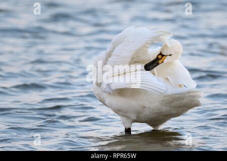 Bewick's Swan (Cygnus columbianus bewickii) preening come sorge in un lago di acqua dolce, Gloucestershire, UK, febbraio. Foto Stock