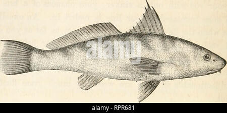 . La American Angler's prenota : abbracciando la storia naturale di pesci sportivi, e l'arte di prendere loro : con le istruzioni nella pesca a mosca, fly-making, e l'asta, e le direzioni per allevamento di pesci : a cui è annessa, muore piscatori, descrivendo notare la pesca-luoghi e il piacere solitaria di pesca a mosca : illustrato con ottanta incisioni su legno. La pesca; Pesci. 286 AMERICAN ANGLER'S PRENOTA.. Il BAEB KINGFISH OK. Umbrina nehulosa: Stoker. Vi sono due specie di Barb o Merlano descritto dal Dr. Holbrook, con vari sinonimi per ciascuno; la specifica il nome della specie settentrionale, Foto Stock