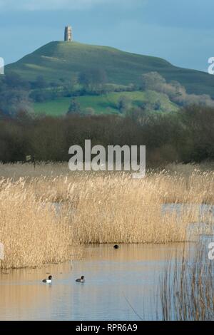 Moretta (Aythya fuligula) coppia nuotare vicino a canneti a RSPB prosciutto riserva a parete con Glastonbury Tor in background, livelli di Somerset, Regno Unito Foto Stock