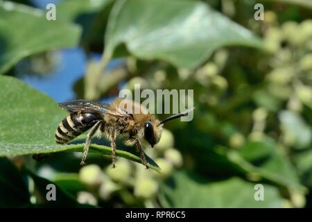 Ivy bee (Colletes hederae) in piedi su una foglia di edera (Hedera helix), giardino Wiltshire, Regno Unito, Settembre. Foto Stock