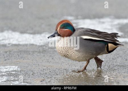 Comune (teal Anas crecca) drake attraversando a piedi un congelati, neve spolverata stagno, Gloucestershire, UK, febbraio. Foto Stock