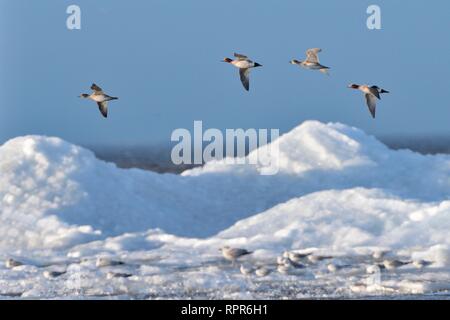 Quattro wigeon (Anas penelope) migrazione oltre i gabbiani in appoggio su wind-soffiato il lago di ghiaccio accumulato vicino alla riva in primavera, il lago Peipsi, Estonia, Aprile. Foto Stock
