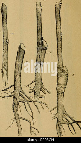 . Amatoriale frutticoltura. Frutti-coltura. 122 BI'DDIXG E INNESTO. successo rispetto se abo,ve la superficie-, e l'albero risultante sarà hardier rispetto a se l'Unione europea erano al di sopra della terra in quanto il punto più debole in una struttura ad albero (l'innesto) sarà protetto da terra. Naturalmente molto spesso non è fattibile per fare il lavoro in questo modo. La figura 103 mostra una radice di uva in modo innestate. I metodi adatti per l'innesto al di sotto del terreno sono le stesse come per al di sopra del suolo, solo non tanto la cera è richiesto. Nell'innesto al di sotto del terreno è importante rimuovere il terreno fino a quando un buon parte rettilinea è trovato di sufif Foto Stock