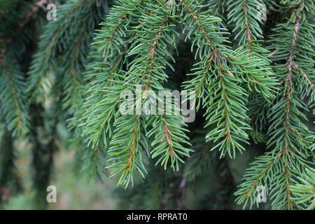 Ramo di Picea abies (abete rosso) Foto Stock