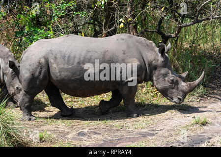 Rinoceronte bianco del sud (Ceratotherium simum simum) in movimento, Ziwa Rhino Sanctuary, Nakasongola District, Uganda settentrionale, Africa orientale Foto Stock