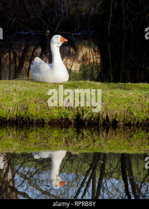 Domestici o addomesticati Goose ( Anser anser domesticus ) riflessa nell'acqua Foto Stock