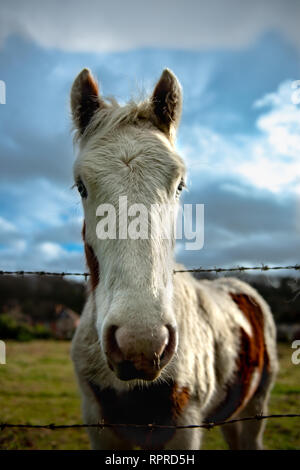 Curioso il bianco e lo zenzero cavallo guardando oltre il recinto di filo spinato Foto Stock