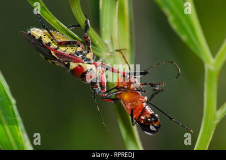 A becco giallo Bee Assassin, Apiomerus flaviventris, alimentando il soldato catturato beetle, Chauliognathus lecontei Foto Stock