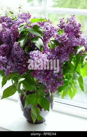 Mazzo di lillà in vaso sul davanzale Foto Stock