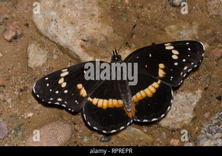 Confina Patch, Chlosyne lacinia, fango-copertura Foto Stock