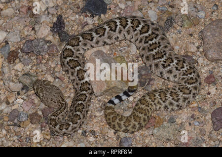 Western Diamondback Rattlesnake, Crotalus atrox Foto Stock