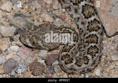 Western Diamondback Rattlesnake, Crotalus atrox Foto Stock